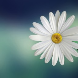 Romashka-tsvetok-makro-priroda-Camomile-flower-macro-nature-5107h3325-255x255