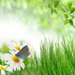 shutterstock-of-natural-shares-255x255