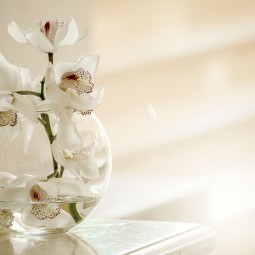 Orhideya-tsvetok-na-stole-Orchid-flower-on-the-table-5472--3648-255x255